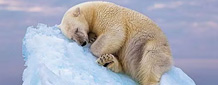 녹는 빙하… 2050년 북극곰 3분의2 사라진대요