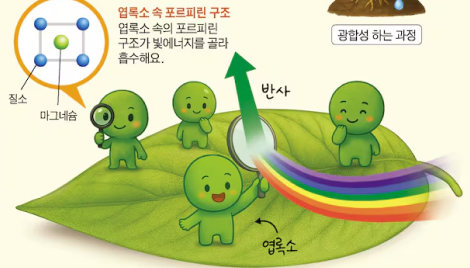 노랑·빨강 잎사귀… 왜 가을에 색깔이 변할까?