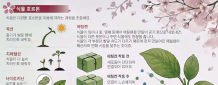벚꽃비 내리는 건 바람 아닌 식물 호르몬 때문