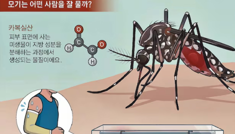 모기 피하는 방법? 과학자들은 '마늘 성분' 주목