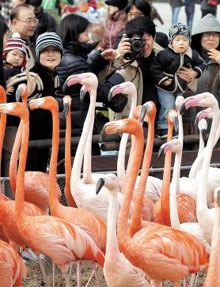 과천 서울대공원에서 방문자들이 홍학들의 춤추는 모습을 지켜보고 있다.