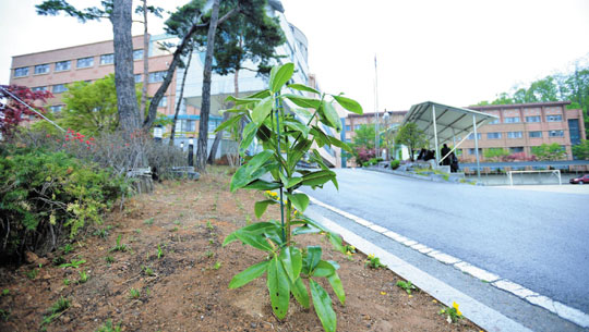 지난 26일 버락 오바마 미국 대통령이 세월호 침몰 사고 희생자를 애도하는 뜻으로 전달한‘잭슨 목련’묘목이 경기 안산 단원고 정문 앞 언덕에 심어졌어요.