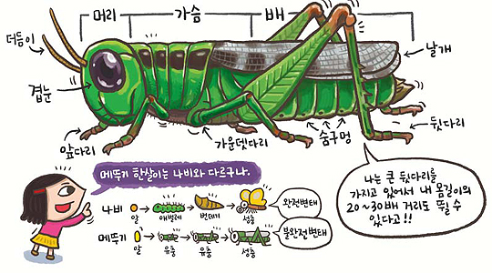 메뚜기 설명 일러스트