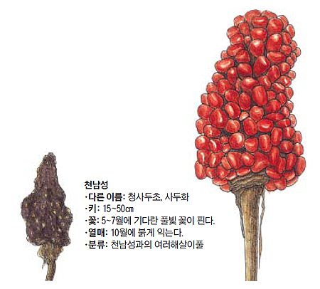 천남성 열매 일러스트