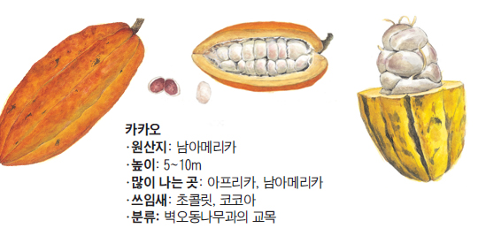 카카오 열매 일러스트