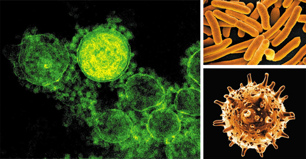 전자현미경으로 본 메르스(왼쪽), 대장균(위), 사스(아래) 사진이에요. 메르스와 사스는 바이러스, 대장균은 세균(박테리아)으로 구분된답니다. 바이러스는 세포를 뚫고 들어가야 살아갈 수 있는 반면, 세균은 스스로 생존하는 능력을 갖고 있어요. 