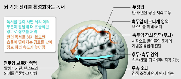 뇌 기능 전체를 활성화하는 독서