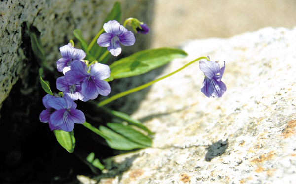 제비꽃은 다른 식물과 달리 봄과 여름 두 계절 내내 꽃을 피웁니다.