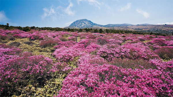 제주도 한라산에 털진달래가 화사하게 피어 있어요. 높은 지대에 사는 털진달래는 어린 가지와 잎에 털이 많이 난다고 해요.