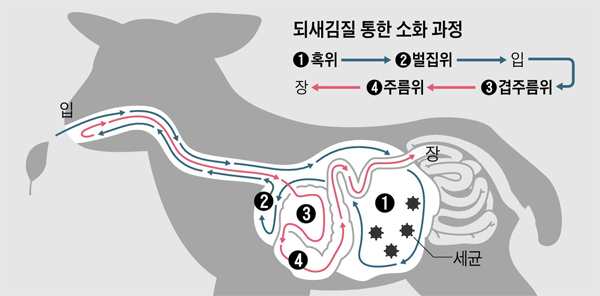 되새김질 통한 소화 과정 그래픽