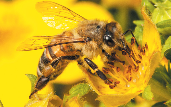 꿀벌은 춤과 날갯소리, 냄새 등을 이용해 꽃이 있는 위치를 다른 꿀벌에게도 정확히 알려준다고 해요.