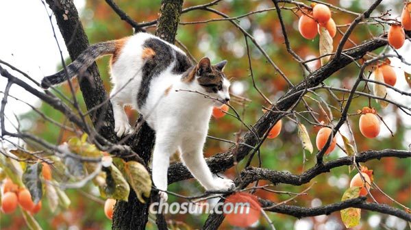 고양이 한 마리가 감나무에 올라가 감을 따 먹으려는 모습이에요.