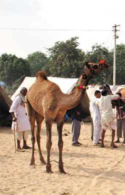 매년 11월 인도 라자스탄 주 푸시카르에서는 낙타 외모 경연 대회와 낙타 시장이 열리는 낙타 축제가 진행됩니다. 