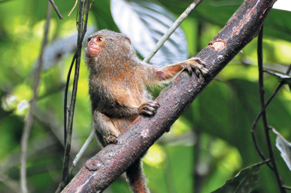 남미 아마존 열대우림에 사는 난쟁이원숭이의 모습이에요.