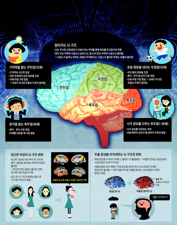 달라지는 뇌 구조