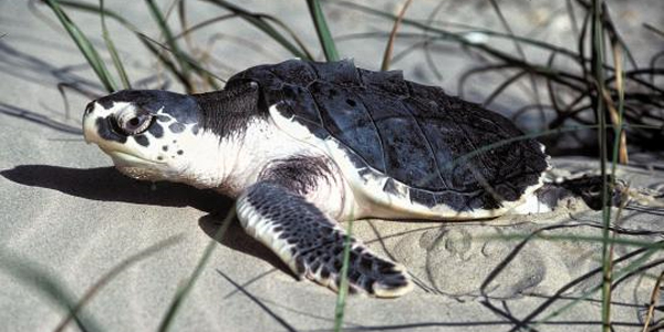 멕시코 만 연안에 사는 켐프리들리 바다거북은 바다거북 중에서도 덩치가 작고 가장 심각한 멸종 위기에 놓여있어요.