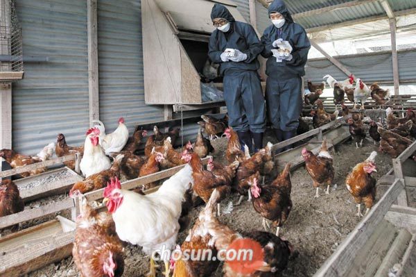 국립농산물품질관리원 검사 요원들이 경기도 화성의 한 농가에서 닭들 사이로 달걀을 수거해가고 있어요. 