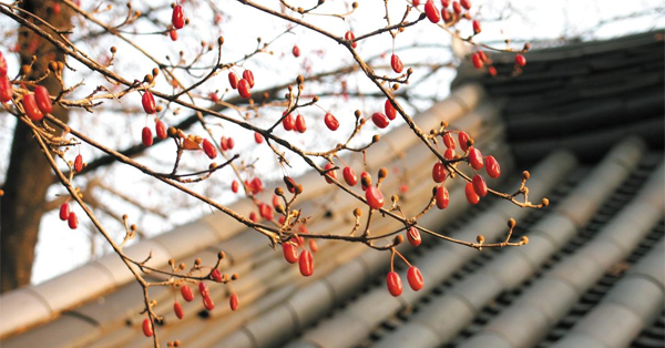 산수유 사진