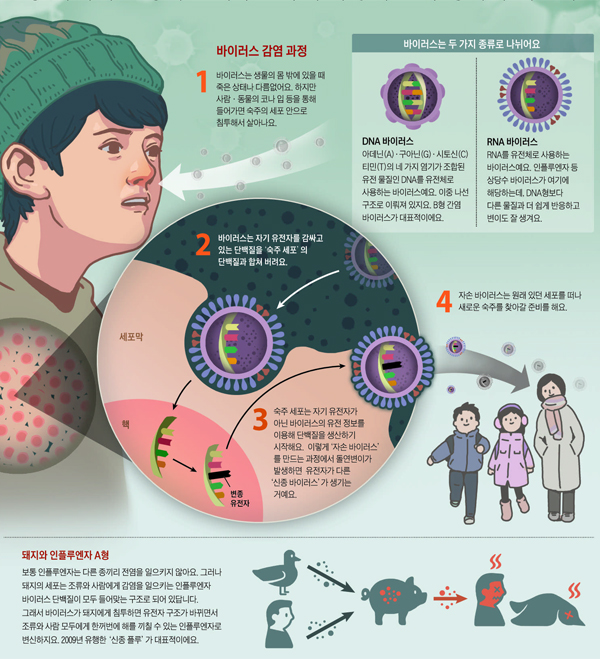 바이러스 감염 과정 그래픽