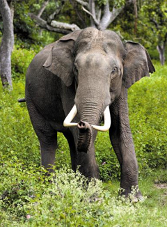 인도의 아시아코끼리.