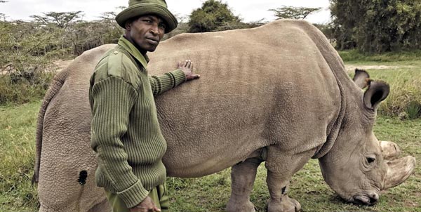 생전에 북부흰코뿔소 수컷 '수단'을 케냐 자연보호구역 관리원이 돌보는 모습이에요. 