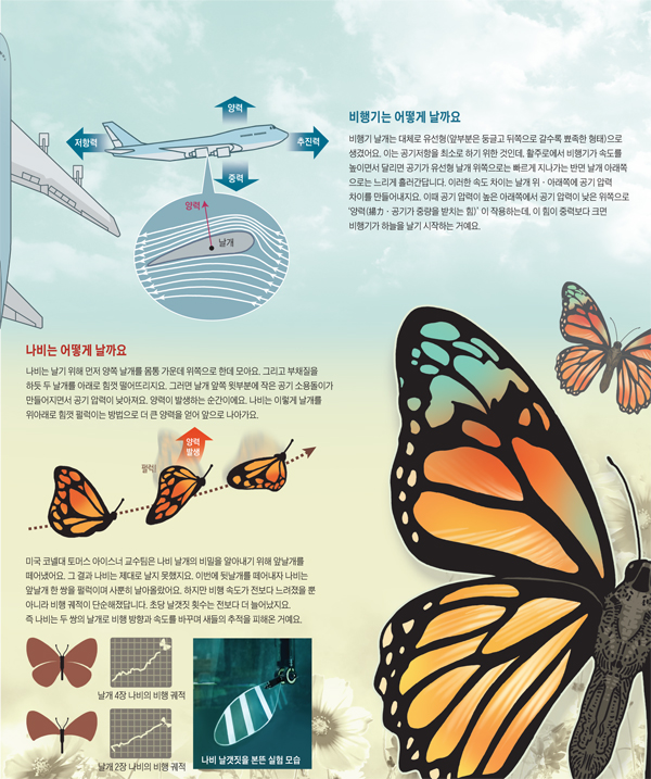 나비의 비행술 그래픽