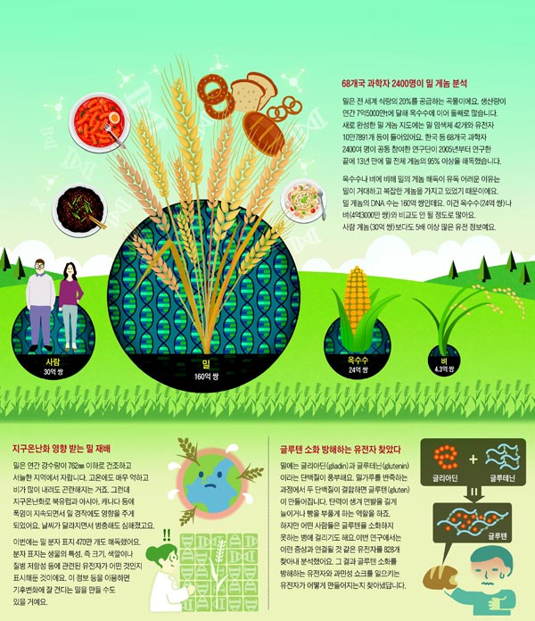 [재미있는 과학] DNA만 160억 쌍… 밀 게놈 95% 해독에 13년 걸렸죠