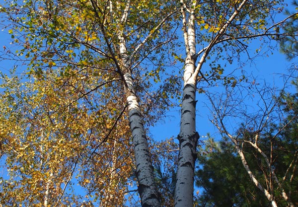 자작나무는 다른 나무와 달리 줄기가 하얘 쉽게 알아볼 수 있어요.