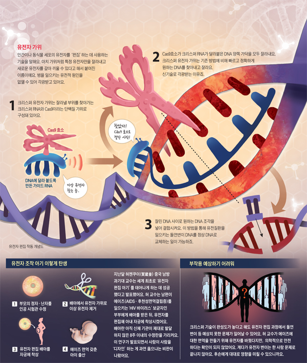 유전자 가위 설명 그래픽