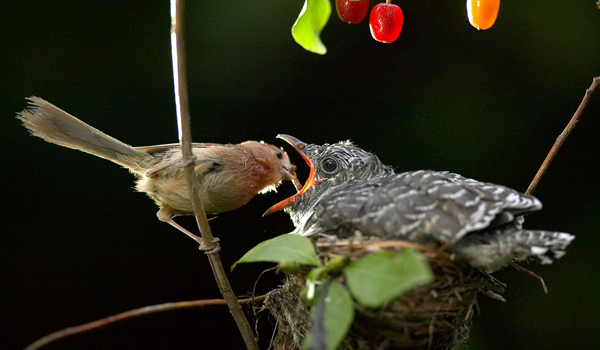 붉은머리오목눈이 한 마리(왼쪽)가 자기 둥지에서 태어난 뻐꾸기 새끼에게 먹이를 물어다 주고 있어요. 붉은머리오목눈이는 뻐꾸기가 자신의 둥지에 몰래 알을 낳으면 뻐꾸기 새끼를 자신의 새끼처럼 키운대요.