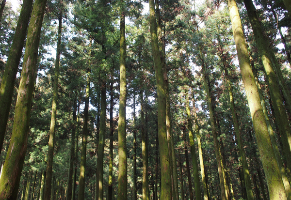 제주도 절물휴양림에 있는 삼나무 숲. 천년 이상 자란 삼나무는 밑동 둘레가 4m까지도 자란대요. 