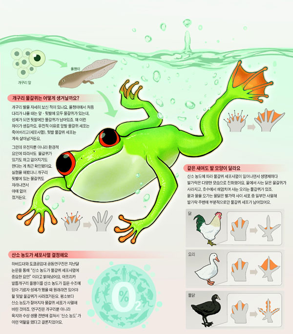 [재미있는 과학] 개구리 물갈퀴의 비밀, 산소농도 높으면 없어져요