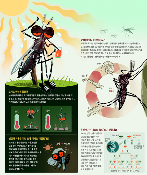 [재미있는 과학] 폭염에 빨리 늙는 모기, '여름잠' 자며 가을 기다리죠