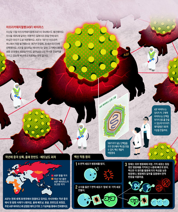 [재미있는 과학] 바이러스 변형 빨라 백신개발 지연… 돼지, 걸리면 죽는다