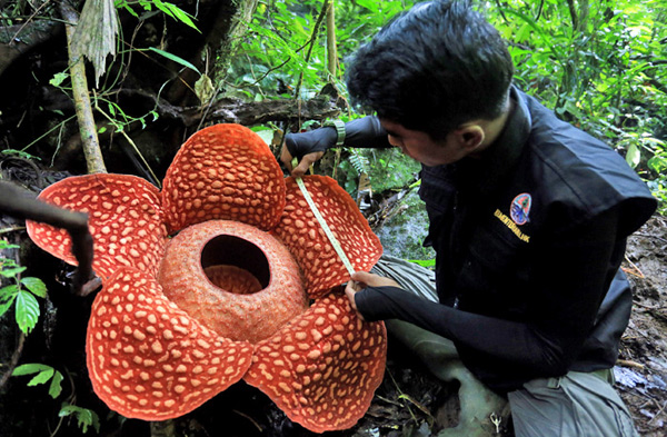 지름이 1.11m에 달하는 대형 꽃 라플레시아가 이달 초 인도네시아 수마트라섬에서 발견됐어요.