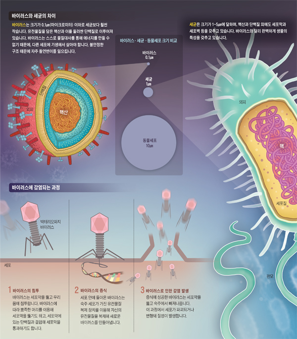 바이러스와 세균의 차이 그래픽
