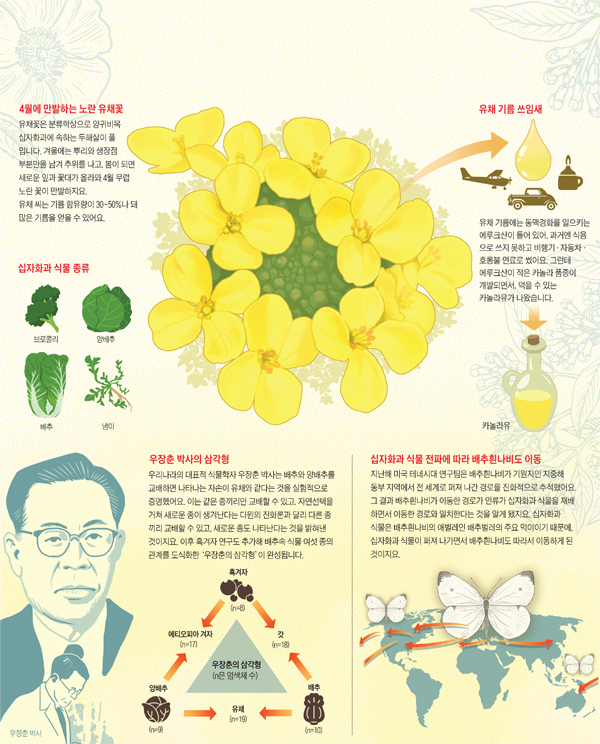 유채와 이종교배 그래픽