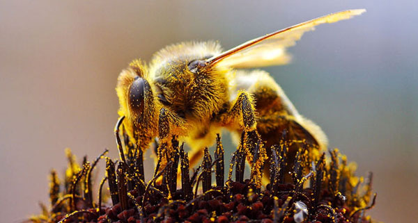 채밀(꿀을 뜨는 것) 활동 중인 꿀벌의 모습.