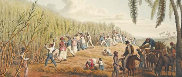 1823년 서인도제도 안티과 섬의 사탕수수 농장에서 사탕수수를 자르고 있는 흑인 노예들의 모습이에요. 영국은 아프리카에서 흑인 노예를 사와 아메리카 대륙에 팔고 이들을 혹사시켜 설탕을 얻는 삼각 무역으로 호황을 누렸어요.