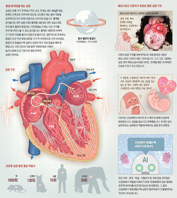 심장 그래픽