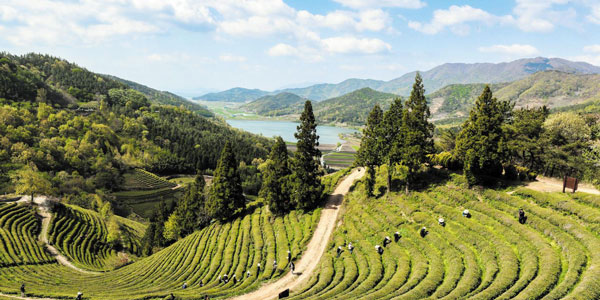 전남 보성 녹차밭의 모습이에요.