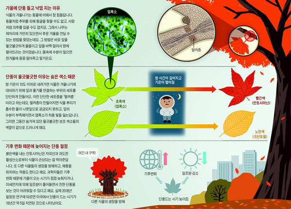 재미있는 과학] 밤기온 10도 이하로 떨어지면… 엽록소 파괴돼 울긋불긋해지죠 - 프리미엄조선