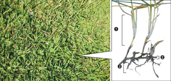 초록빛 잔디가 땅을 덮고 있습니다. 잔디의 줄기는 땅 위에 있는 땅위줄기(①)와 땅속에 있는 땅속줄기(②)가 있어요. 땅속줄기는 땅을 기어가듯 옆으로 자라고, 사이사이에 뿌리(③)가 나 있어요. /위키피디아