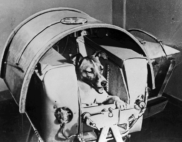 ④소련이 1957년 ‘스푸트니크 2호’에 실어 우주로 보낸 개 ‘라이카’. /위키피디아