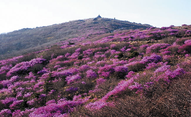 봄철 꽃이 핀 지리산 국립공원의 모습. /위키피디아