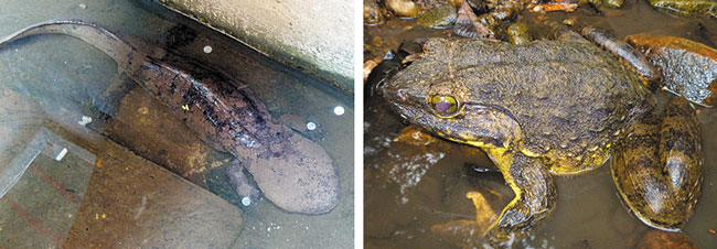 세계에서 가장 덩치가 큰 양서류인 장수도롱뇽(왼쪽)과 개구리 중 몸집이 가장 큰 골리앗개구리. /위키피디아·베를린자연사박물관