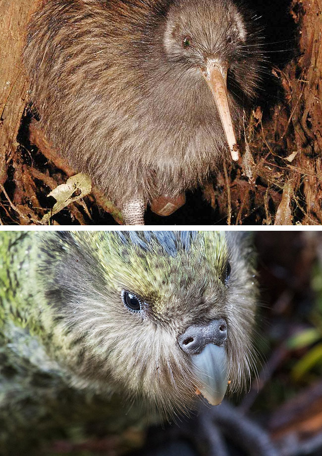 키위(위)는 타조 등과 함께 날 수 없는 새 중 하나예요. 아래 사진은 역시 날지 못하는 뉴질랜드의 토종새 카카포. /위키피디아