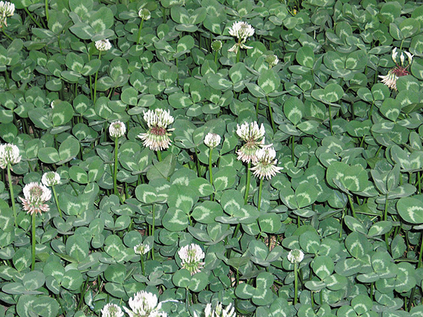 하트 모양의 작은 잎이 세 장씩 모여 나는 ‘토끼풀’. 하얀 꽃이 잎들 사이로 듬성듬성 피어 있어요. /위키피디아