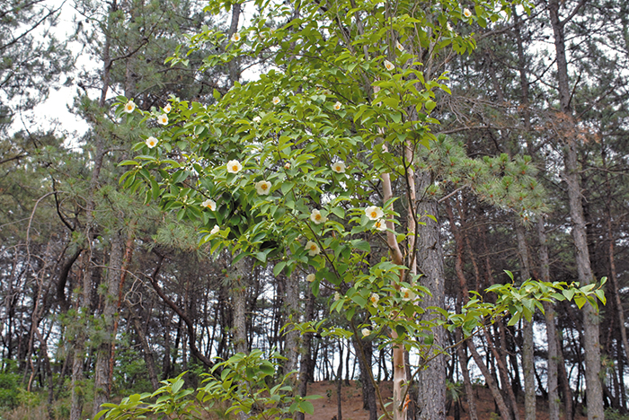 노각나무에는 6~8월쯤 지름 5~7㎝의 흰색 꽃이 피어요. /국립생물자원관