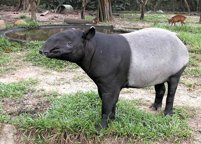 말레이 테이퍼(Malayan tapir). /브리태니커